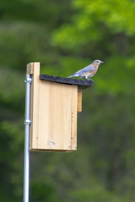 how to attach a bluebird house to a metal pole|bluebird houses anchored by pole.